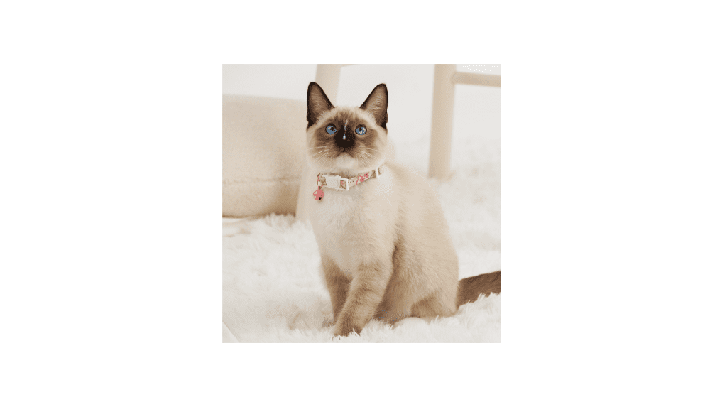 Infant-grade Cotton Cat Bell Collar